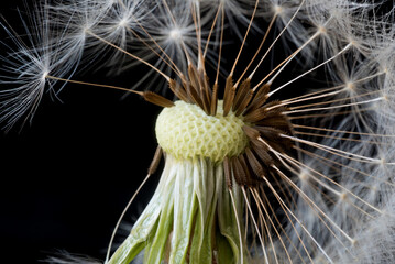 uno splendido soffione ed il dettaglio dei sui semi, foto macro ad uno splendido soffione in primavera © giovanni