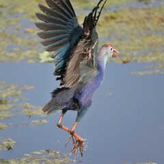 Grey-headed Swamp Hen at Lake Apopka Wildlife Drive Florida