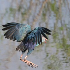 Grey-headed Swamp Hen at Lake Apopka Wildlife Drive Florida