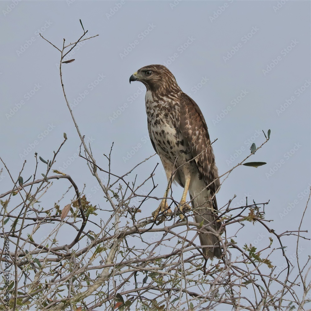 Wall mural Regal Coopers Hawk Passivle Hunting while Perched 