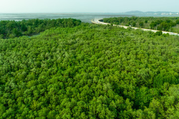 Green mangrove forest capture carbon dioxide. Net zero emissions. Mangroves capture CO2 from atmosphere. Blue carbon ecosystems. Aerial view mangrove trees and mudflat coastal. Natural carbon sinks.