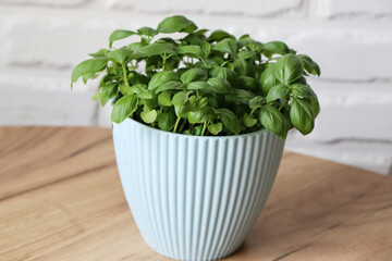 Green basil growing at home in a pot