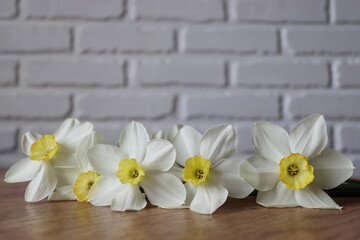Fototapeta na wymiar White daffodils lie on the table