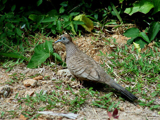 Géopélie zébrée, Touterelle coco, .Geopelia striata, Zebra Dove, Seychelles