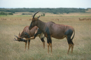 Damalisque, Damaliscus korrigum,  Parc national de Masai Mara, Kenya