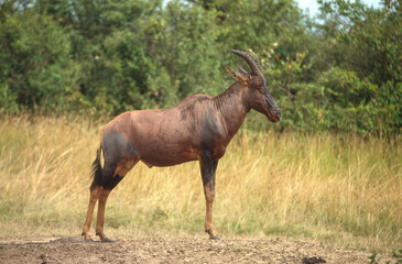 Damalisque, Damaliscus korrigum,  Parc national de Masai Mara, Kenya