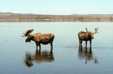 Fototapeta premium Elan d'Amerique, Orignal, Alces alces, Parc national du Yellowstone, U.S.A