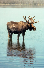 Elan d'Amerique, Orignal, Alces alces, Parc national du Yellowstone,  U.S.A