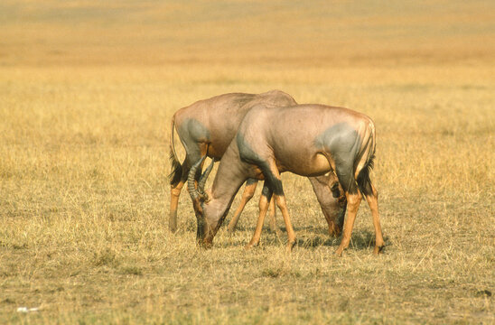 Damalisque, Damaliscus korrigum,  Parc national de Masai Mara, Kenya
