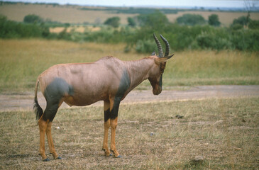 Damalisque, Damaliscus korrigum,  Parc national de Masai Mara, Kenya