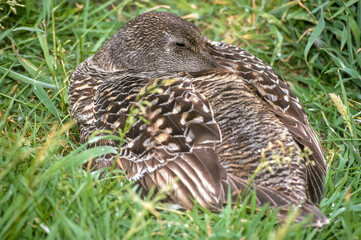 Eider à duvet, femelle, nid, .Somateria mollissima, Common Eider