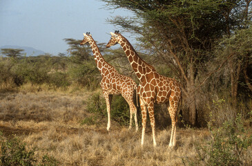 Girafe réticulée, Giraffa camelopardalis reticulata, Parc national de Samburu, Kenya