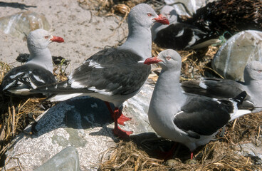Fototapeta premium Goéland de Scoresby,.Leucophaeus scoresbii, Dolphin Gull, Iles Falkland, Malouines