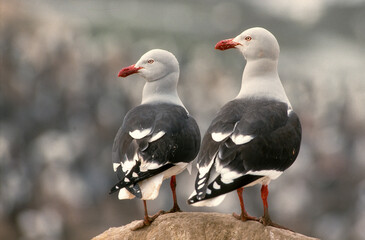 Goéland de Scoresby,.Leucophaeus scoresbii, Dolphin Gull, Iles Falkland, Malouines