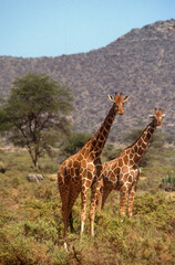 Girafe réticulée, Giraffa camelopardalis reticulata, Parc national de Samburu, Kenya