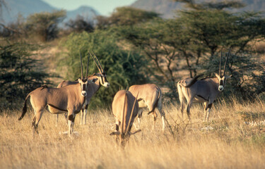 Naklejka na ściany i meble Oryx beisa, Oryx beisa, Parc national de Samburu, Kenya, Afrique de l'Est
