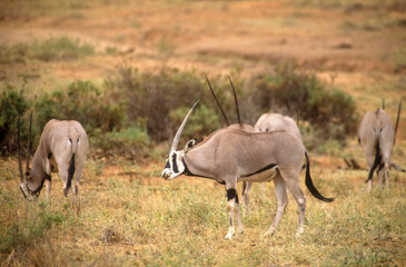 Obraz na płótnie Canvas Oryx beisa, Oryx beisa, Parc national de Samburu, Kenya, Afrique de l'Est