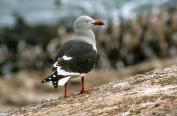 Goéland de Scoresby,.Leucophaeus scoresbii, Dolphin Gull, Iles Falkland, Malouines