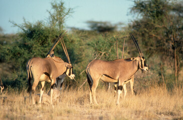 Oryx beisa, Oryx beisa, Parc national de Samburu, Kenya, Afrique de l'Est