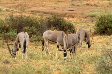 Naklejka na ściany i meble Oryx beisa, Oryx beisa, Parc national de Samburu, Kenya, Afrique de l'Est