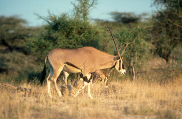 Fototapeta na wymiar Oryx beisa, Oryx beisa, Parc national de Samburu, Kenya, Afrique de l'Est