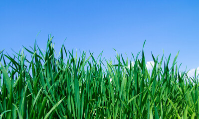 Obraz premium spring grass in sun light and defocused sky on background