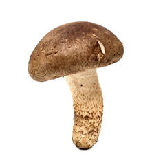 Closeup of Fresh Shiitake Mushroom on White Background for Culinary and Healthy Food Concept