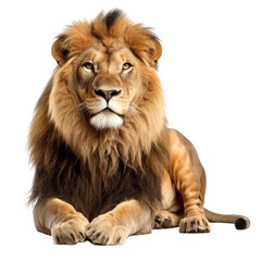 Fototapeta na wymiar lion transparent background, png