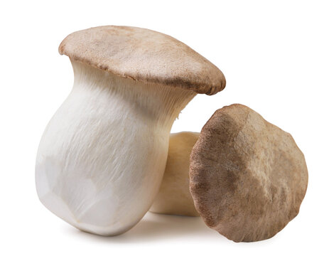 Two eringi mushrooms close-up on a white background.
