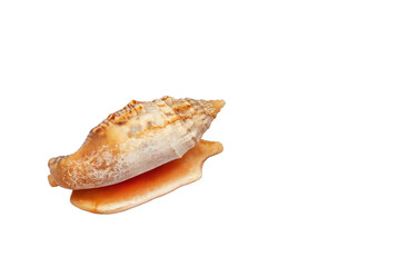 Seashell Euprotomus aurisdianae isolated on transparent background. Natural sea shell in family Strombidae, true conchs cut out with copy space