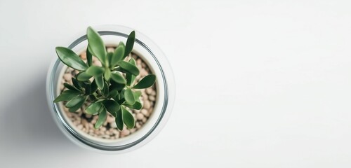 Top view shot of  plant in pot. Genarative ai