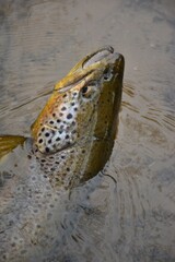 Angler with trout in stream 
