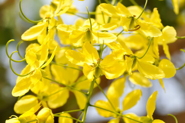 Obraz premium Golden shower , Cassia fistula or pudding pipe or LEGUMINOSAE CAESALPINIOIDEAE or Indian Laburnum or yellow flower