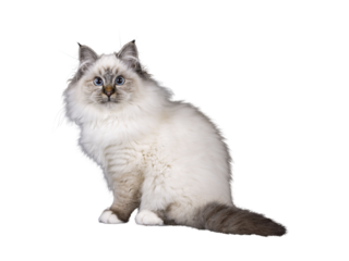 Super cute tabby point fluffy Sacred Birman cat kitten, sitting side ways. Looking towards camera with adorable face and mesmerizing blue eyes. Isolated cutout on transparent FOR DARK BACKGROUND.