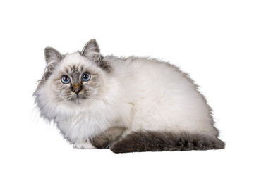 Super cute tabby point fluffy Sacred Birman cat kitten, laying down side ways. Looking towards camera with adorable face and mesmerizing blue eyes. Isolated cutout on transparent FOR DARK BACKGROUND.