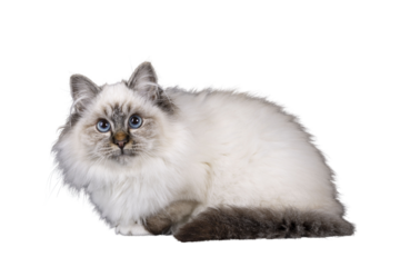 Super cute tabby point fluffy Sacred Birman cat kitten, laying down side ways. Looking towards camera with adorable face and mesmerizing blue eyes. Isolated cutout on transparent FOR DARK BACKGROUND.