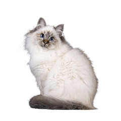 Super cute tabby point fluffy Sacred Birman cat kitten, sitting side ways. Looking towards camera with adorable face and mesmerizing blue eyes. Isolated cutout on transparent FOR DARK BACKGROUND.