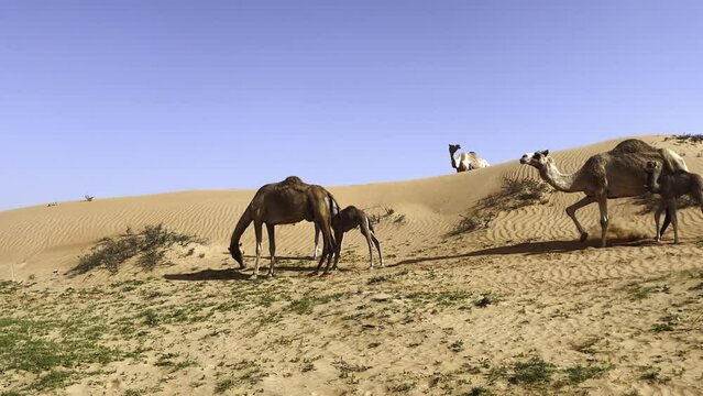 a herd of camels in the desert, a baby camel with its mother
