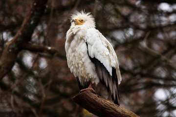 white tailed eagle