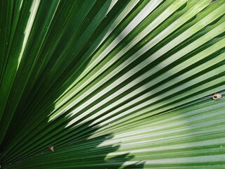Full frame shot of palm leaf texture, palm leaf background.