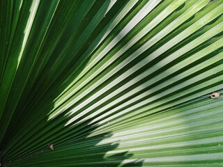Obraz premium Full frame shot of palm leaf texture, palm leaf background.