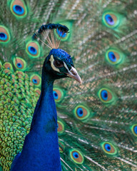 close up of peacock
