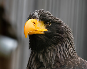 european eagle