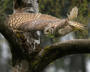 great horned owl in flight