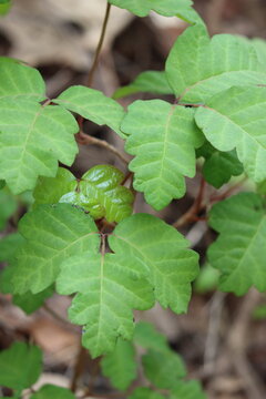 Although their emerging late winter leaves exude toxic urushiol, Pacific Poison Oak, Toxicodendron Diversilobum, is a beautiful and important part of native ecology in the Santa Monica Mountains.