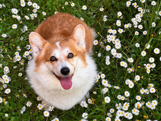 bright red corgi dog sits on a margarita field. gladly looks into the camera, tongue out. View from...