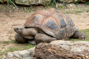 Giant tortoise by a Rock