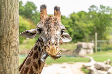 Giraffe with a Long Tongue