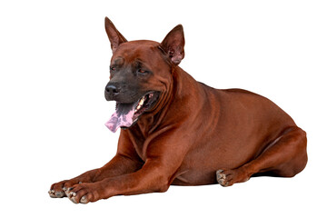 Thai ridgeback dog or Thai Rottweiler Dog, Full boy sleep dog, isolated on trasparent background, PGN File