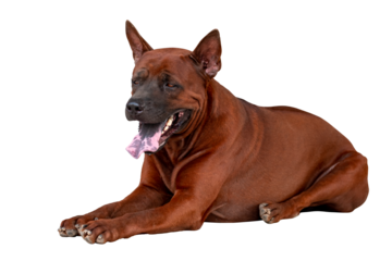 Thai ridgeback dog or Thai Rottweiler Dog, Full boy sleep dog, isolated on trasparent background, PGN File